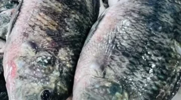 كم سعر البلطي في كفر الشيخ؟ تحديث أسعار الأسماك 20 ديسمبر 2025